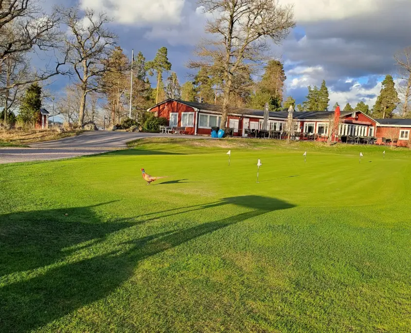 Spela golf - Strängnäs Golfklubb